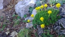 Saxifraga caucasica