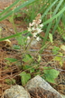 Tiarella wherryi - Wherry's Foamflower