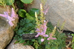 Astilbe chinensis var. taquetii 'Superba' - Astilbe False Spiraea False Spirea