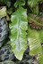 Microsorum musifolium 'Crocodyllus' - Crocodile Fern