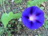 Ipomoea purpurea - Common Morning Glory Tall Morning Glory
