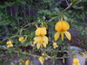 Caragana rosea - Siberian Pea Shrub