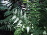 Athyrium filix-femina var. angustum 'Lady in Red' - Northern Lady Fern Athyrium filix-femina var. angustum 'Lady in Red' - Northern Lady Fern