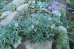 Lomelosia graminifolia