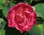 Nelumbo 'Zhuoyue' [sold as Super Excellent] - Lotus