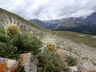 Cirsium funkiae - Funky Thistle