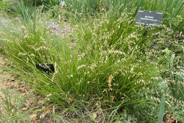 Melica nutans