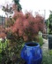 Cotinus coggygria 'Royal Purple' - Smoke Tree
