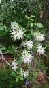 Fraxinus cuspidata - Fragrant Ash