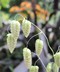 Briza maxima - Great Quaking Grass Rattlesnake Grass