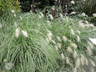 Pennisetum villosum - Feathertop White Foxtail