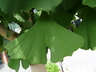Ginkgo biloba 'Autumn Gold' - Ginkgo Maidenhair Tree