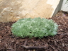 Artemisia glacialis - Glacier Wormwood