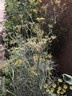 Foeniculum vulgare 'Purpureum' - Bronze Fennel