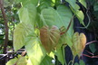 Philodendron hederaceum Gold Form var. oxycardium - Heartleaf Philodendron Parlor Ivy
