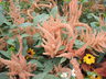 Amaranthus hypochondriacus 'Golden Giant' - Golden Giant Amaranth