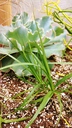 Carex sprengelii - Sprengel's Sedge
