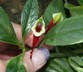 Impatiens niamniamensis - Congo Cockatoo Parrot Plant