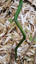 Phyllostachys aureosulcata f. alata - Yellow Groove Bamboo Stake And Forage Bamboo