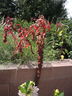 Amaranthus caudatus 'Dreadlocks' - Amaranth