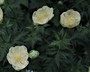Trollius x cultorum 'New Moon' - Globeflower