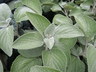 Plectranthus argentatus 'Silver Shield' - Silver Dollar Plant Silver Spurflower Silver Plectranthus