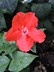 Ruellia affinis - Red Ruellia Flower Of Caipora