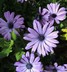 Osteospermum ecklonis Denim Blue 'KLEOE12190' [sold as Zion (TM)] - Sun Daisy African Daisy