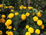 Tagetes erecta Gold [sold as BIG DUCK (R)] - African Marigold