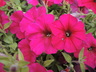 Petunia x hybrida Carmine Velour 'PAS1302763' [sold as WAVE (R)] - Petunia