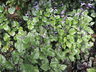 Plectranthus 'Velvet Elvis' - Coleus