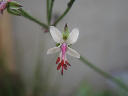 Pelargonium klinghardtense