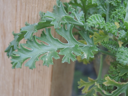 Pelargonium klinghardtense Pelargonium klinghardtense
