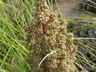 Nolina texana - Bunch Grass Texas Sacahuista