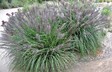 Pennisetum alopecuroides var. viridescens - Black Flowered Fountain Grass