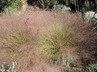 Muhlenbergia reverchonii - Seep Muhly Autumn Embers Muhly Grass