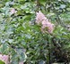 Hydrangea paniculata 'Unique' - Peegee Hydrangea
