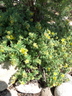 Dasiphora fruticosa - Shrubby Cinquefoil