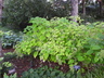 Hydrangea arborescens ssp. radiata - Silver Leaf Hydrangea
