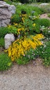 Genista depressa - Broom