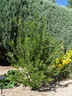 Chilopsis linearis 'Bubba' - Desert Willow