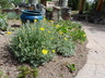Eriophyllum lanatum 'Takilma Gold' - Common Woolly Sunflower Oregon Sunshine