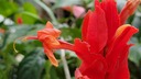 Ruellia chartacea - Red Shrimp Plant