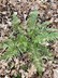 Polystichum setiferum - Hedge Fern English Hedge Fern Soft Shield Fern