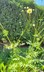 Cephalaria gigantea - Giant Scabiosa Yellow Scabiosa Tartarian Cephalaria