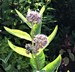 Asclepias syriaca - Common Milkweed