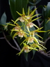 Dendrobium grex Julieane Bull
