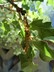 Quercus pungens - Pungent Oak Sandpaper Oak
