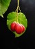 Solanum betaceum - Tree Tomato
