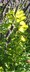 Cotinus coggygria 'Ancot' [sold as Golden Spirit] - Smoke Tree Venetian Sumac Wig Tree